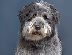 Theo, der Bürohund